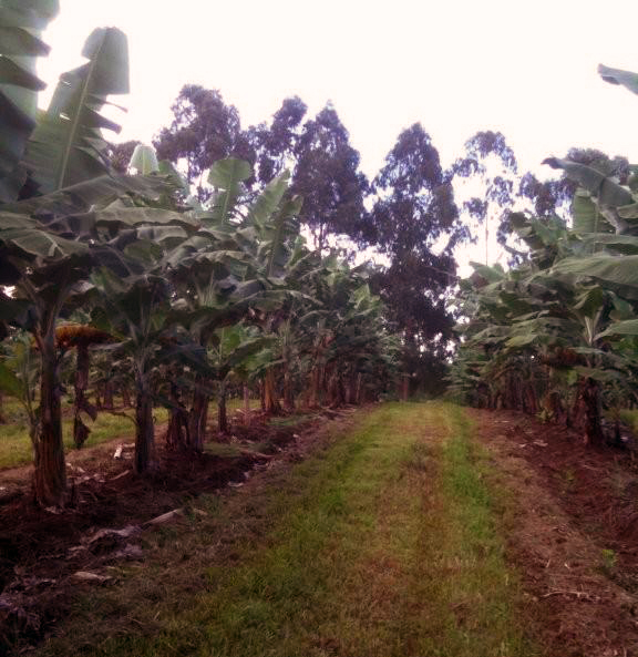 Banana plant with fruit 012